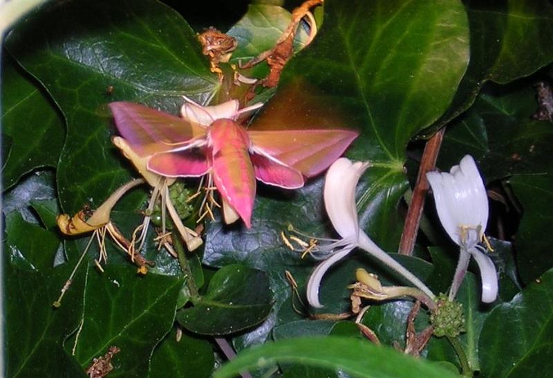 groot avondrood.jpg - Groot avondrood - Deilephila elpenor